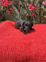 Cruz, a  Miniature Aussiedoodle for sale in Evensville, TN – Photo 7 of 8