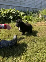 Cruz, a male Miniature Aussiedoodle for sale in Evensville, TN – 4 of 7