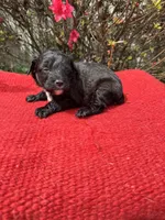 Cruz, a  Miniature Aussiedoodle for sale in Evensville, TN – Photo 3 of 8