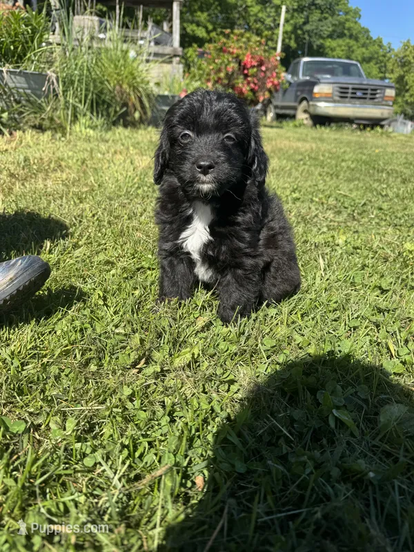 Cruz – Miniature Aussiedoodle puppy for sale in Evensville, TN