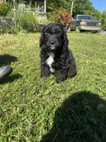 Cruz, a male Miniature Aussiedoodle for sale in Evensville, TN – 1 of 7