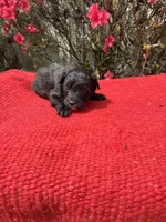Cruz, a  Miniature Aussiedoodle for sale in Evensville, TN – Photo 4 of 8