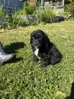 Cruz, a male Miniature Aussiedoodle for sale in Evensville, TN – 6 of 7