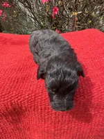 Cruz, a  Miniature Aussiedoodle for sale in Evensville, TN – Photo 2 of 8