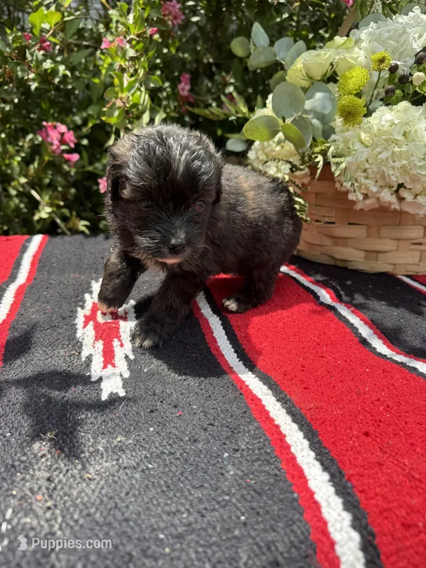 Moon Pie – Miniature Aussiedoodle puppy for sale in Evensville, TN