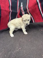 Creek, a male Miniature Schnauzer and Poodle - Miniature  for sale in Evensville, TN – 3 of 9