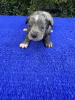 Snickerdoodle, a male Miniature Aussiedoodle for sale in Evensville, TN – 9 of 9