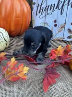 Ozora, a female Miniature Schnauzer and Schnoodle for sale in Evensville, TN – 6 of 7