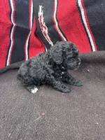 River, a male Miniature Schnauzer and Poodle - Miniature  for sale in Evensville, TN – 4 of 10