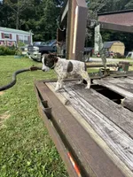 Boomer, a female Australian Cattle Dog for sale in Evensville, TN – 8 of 10