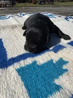 Dorito, a male Giant Schnauzer for sale in Evensville, TN – 5 of 9