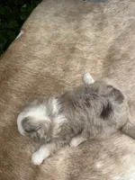 Koa, a male Miniature Aussiedoodle for sale in Evensville, TN – 7 of 9