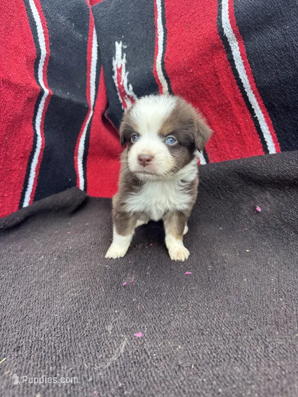 Peanut, a male Miniature Australian Shepherd for sale in Evensville, TN – 1 of 7
