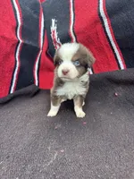 Peanut, a male Miniature Australian Shepherd for sale in Evensville, TN – 1 of 7