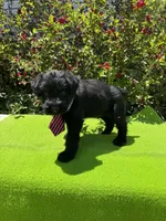 Legacy, a male Giant Schnauzer for sale in Evensville, TN – 4 of 7