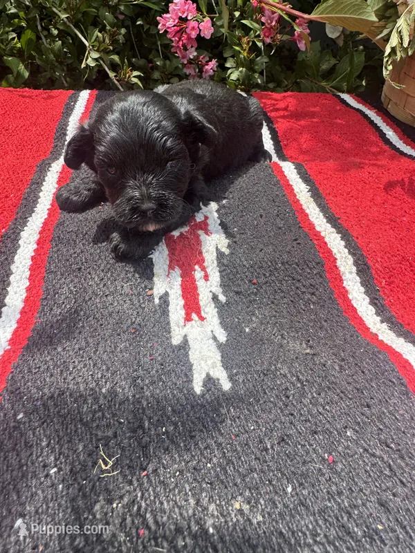 Conrade – Schnoodle puppy for sale in Evensville, TN