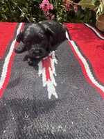 Conrade, a male Schnoodle for sale in Evensville, TN – 1 of 7