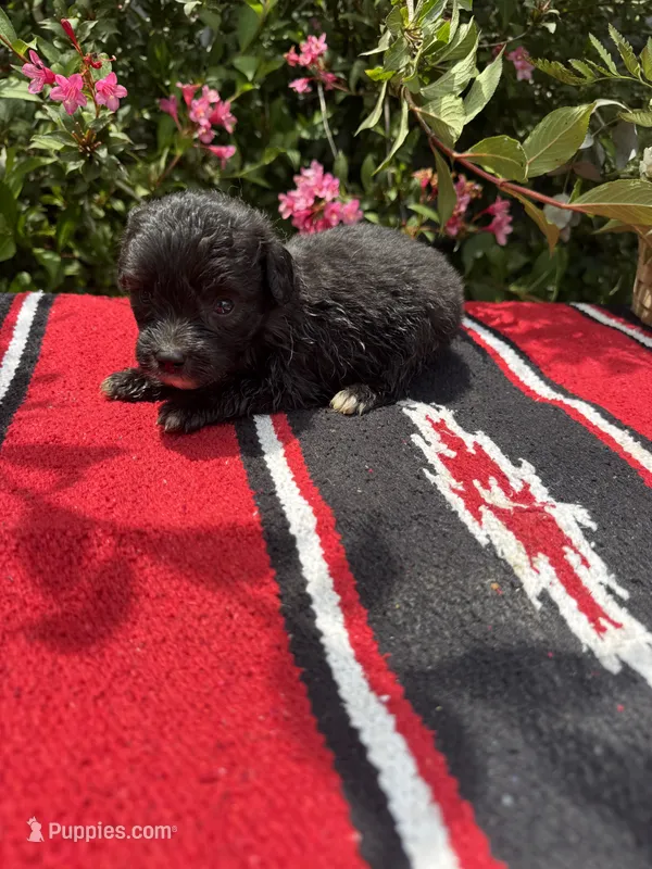 Nutty Buddy – Miniature Aussiedoodle puppy for sale in Evensville, TN