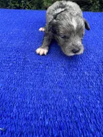 Snickerdoodle, a male Miniature Aussiedoodle for sale in Evensville, TN – 7 of 9