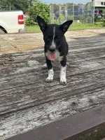 Willow, a female Australian Cattle Dog for sale in Evensville, TN – 5 of 10