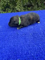 Moon Pie, a male Miniature Aussiedoodle for sale in Evensville, TN – 7 of 8