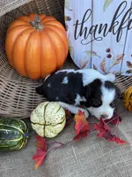 Nessie, a female English Springer Spaniel for sale in Evensville, TN – 6 of 9