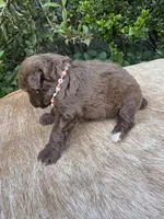 Rubi, a female Miniature Aussiedoodle for sale in Evensville, TN – 3 of 10