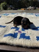 Candy, a female Miniature Dachshund for sale in Evensville, TN – 6 of 7