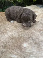 Dax, a male Miniature Aussiedoodle for sale in Evensville, TN – 4 of 9