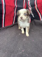 Cranberry, a female Miniature Australian Shepherd for sale in Evensville, TN – 5 of 6