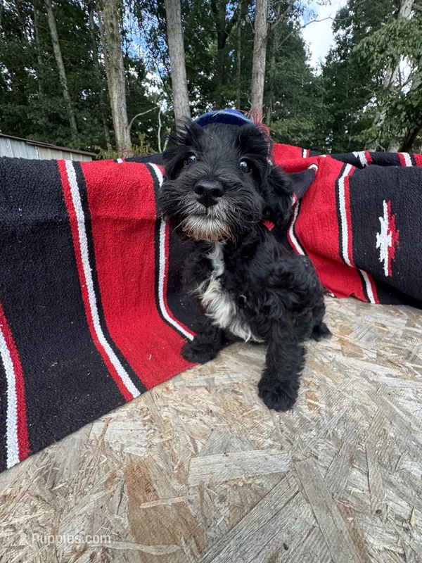 Richie – Schnoodle puppy for sale in Evensville, TN
