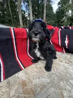 Richie, a male Schnoodle for sale in Evensville, TN – 1 of 7