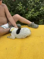 Lola, a female Australian Cattle Dog for sale in Evensville, TN – 8 of 8
