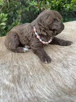 Rubi, a female Miniature Aussiedoodle for sale in Evensville, TN – 4 of 10