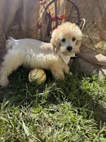 Creek, a male Miniature Schnauzer and Poodle - Miniature  for sale in Evensville, TN – 5 of 7
