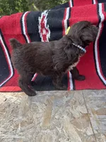 Alara, a female Miniature Aussiedoodle for sale in Evensville, TN – 4 of 5