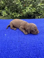 Teddy, a male Miniature Dachshund for sale in Evensville, TN – 2 of 9