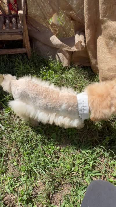 Creek, a male Miniature Schnauzer and Poodle - Miniature  for sale in Evensville, TN – 7 of 7