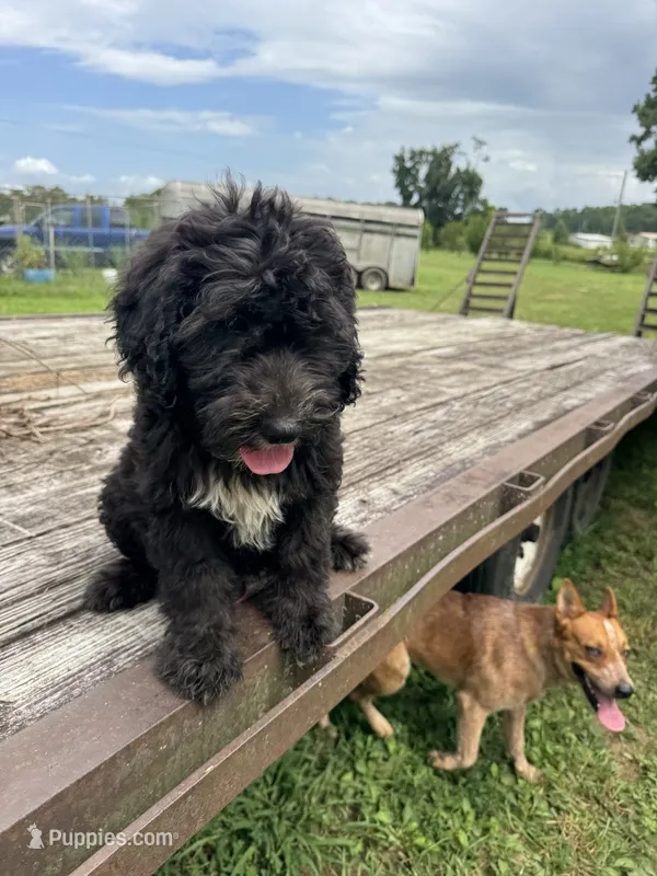 Iris – Sheepadoodle puppy for sale in Evensville, TN