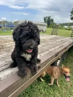 Iris, a female Sheepadoodle for sale in Evensville, TN – 1 of 9