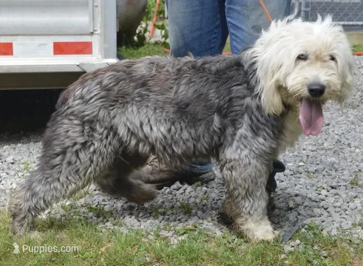 Ava – Old English Sheepdog puppy for sale in Evensville, TN