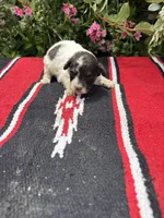 Precision, a female Schnoodle for sale in Evensville, TN – 7 of 8
