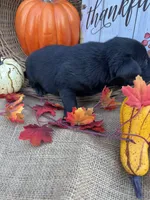 Patrice, a female Labrador Retriever for sale in Evensville, TN – 6 of 8
