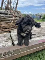 Iris, a female Sheepadoodle for sale in Evensville, TN – 6 of 9