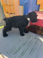 Richie, a male Schnoodle for sale in Evensville, TN – 4 of 7