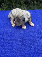 Cosmic Brownie, a male Miniature Aussiedoodle for sale in Evensville, TN – 4 of 10