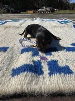 Candycorn, a female Miniature Dachshund for sale in Evensville, TN – 5 of 6