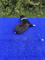 Swiss Roll, a female Miniature Aussiedoodle for sale in Evensville, TN – 8 of 10
