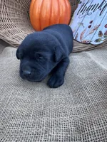 Odeliah, a female Labrador Retriever for sale in Evensville, TN – 3 of 7