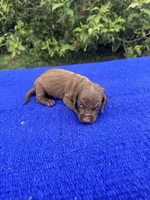 Teddy, a male Miniature Dachshund for sale in Evensville, TN – 6 of 9